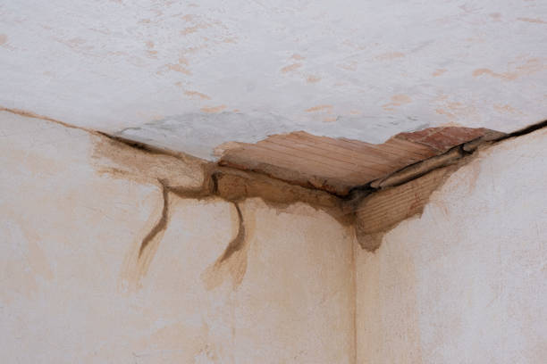 Best Mold removal after water damage  in Vamo, FL