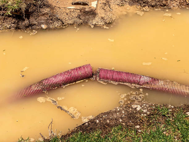Best Water damage mitigation services  in Vamo, FL
